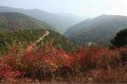   “西溪春色”美景再現
